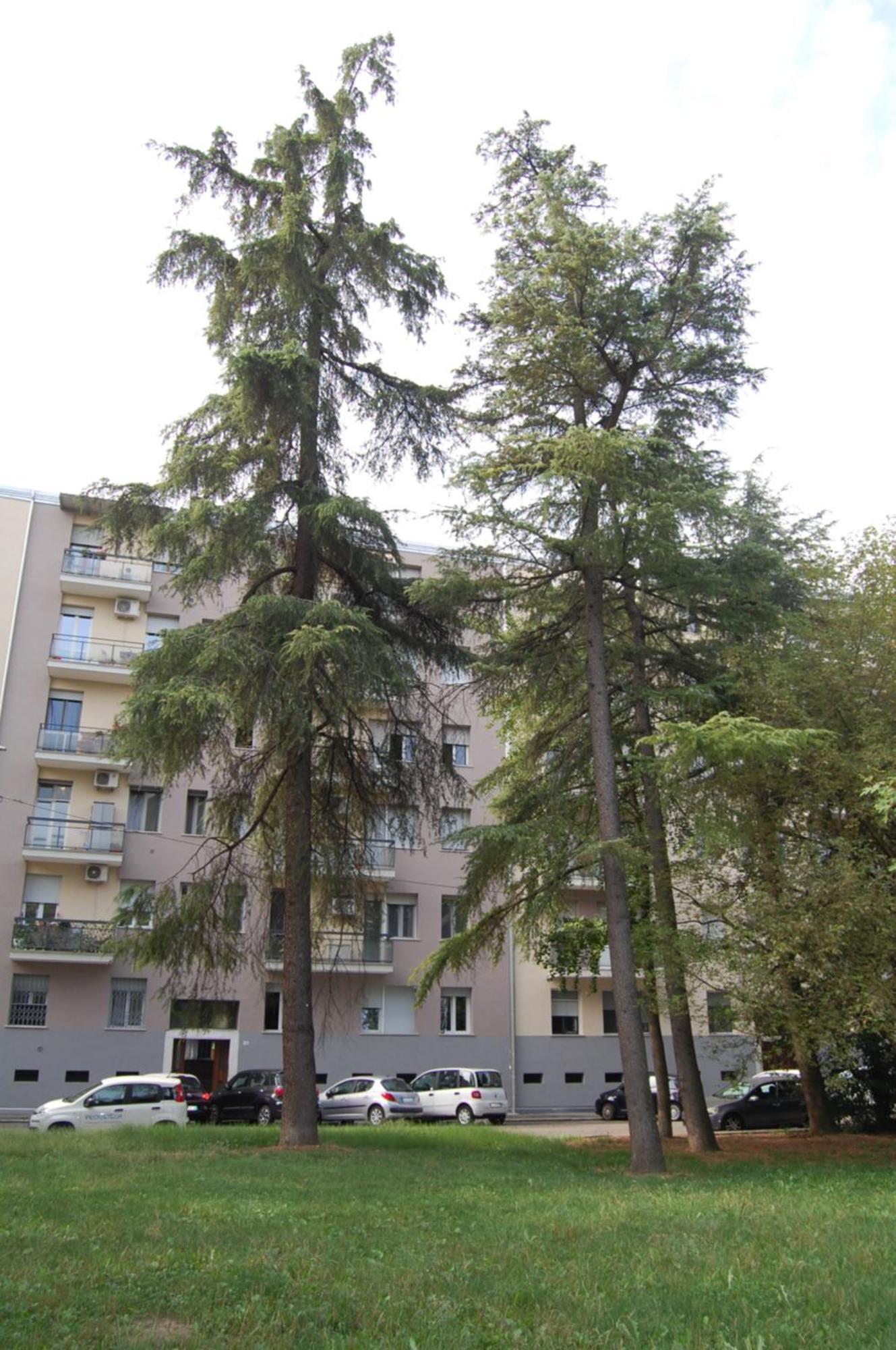 Orchidea Bed & Breakfast Bologna Exterior foto