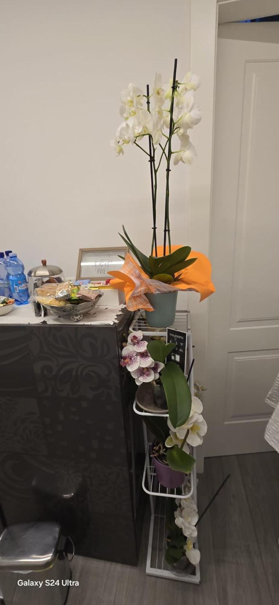Orchidea Bed & Breakfast Bologna Exterior foto